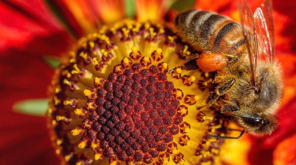 Bee Facts | Insects & Arachnids | BBC Earth