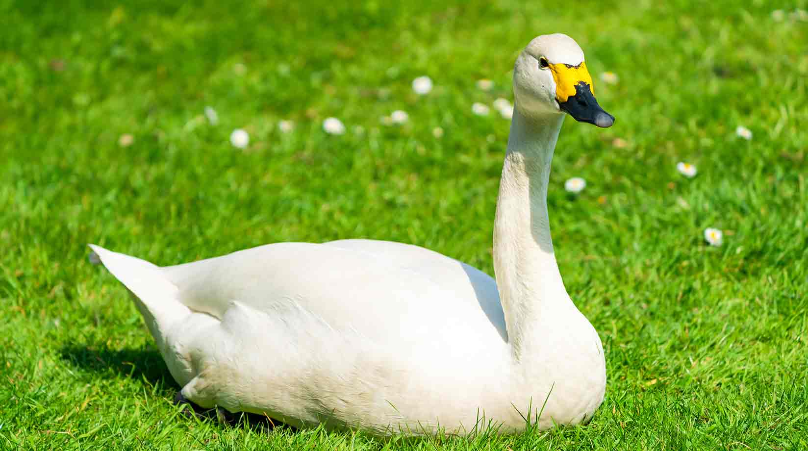 A single Berwick swan on grass
