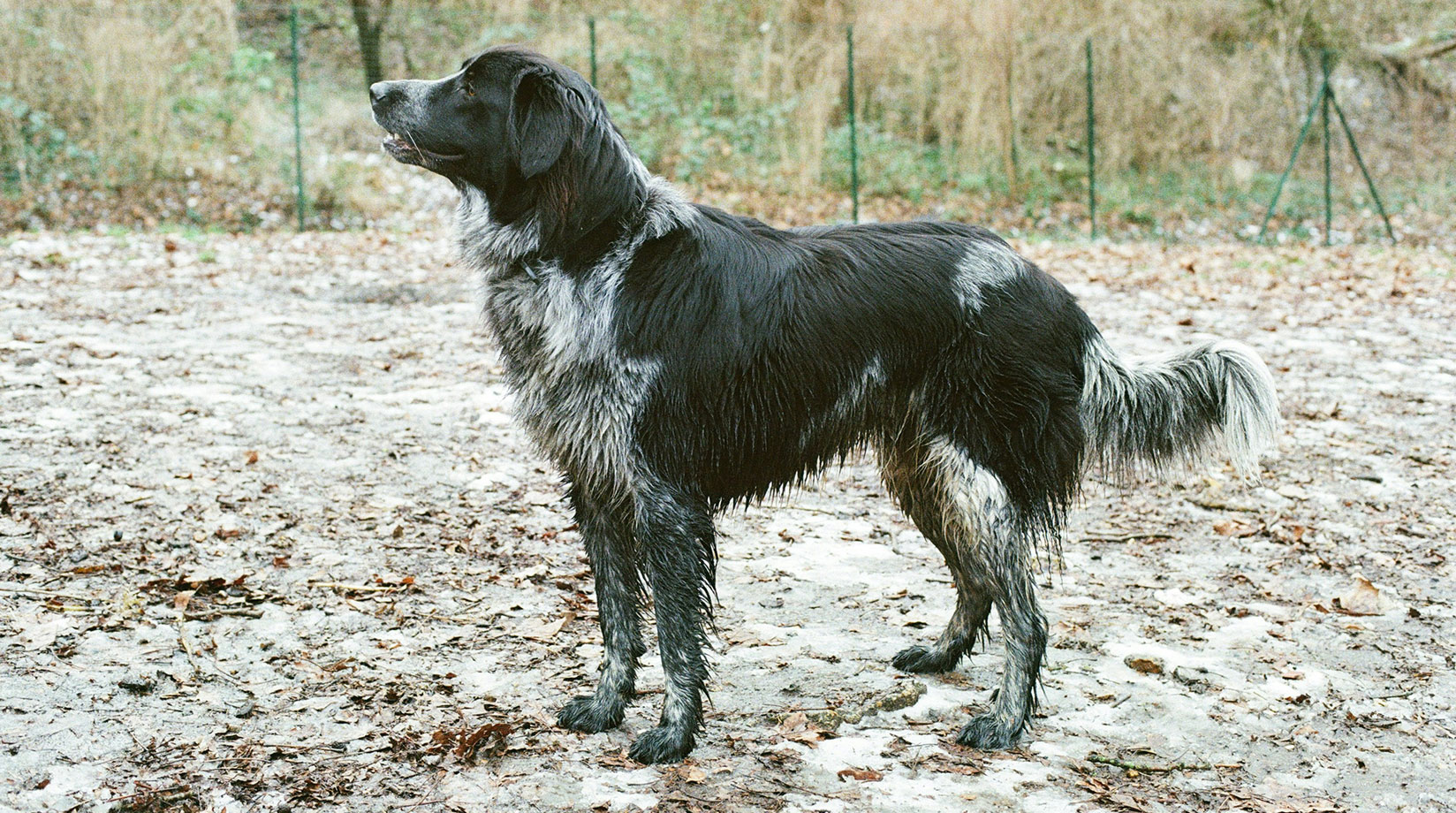 A black and white wet dog walking on autunm leaves.