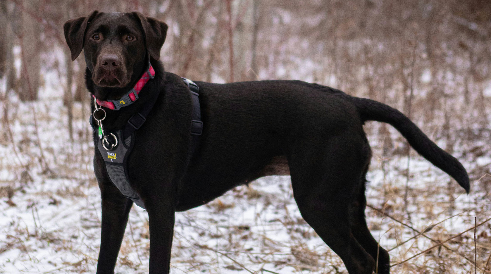 Black labrador dog wearing a collar standing in the snow.