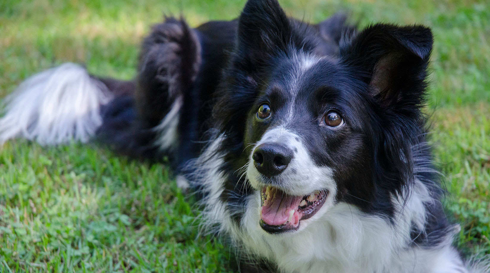 Border Collie dog lying on green grass with its mouth open