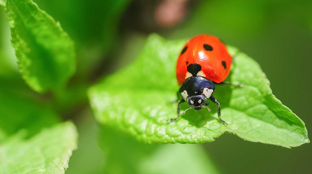 Lady Bird Insect Inide Ladybird Facts | Insects & Arachnids | BBC Earth