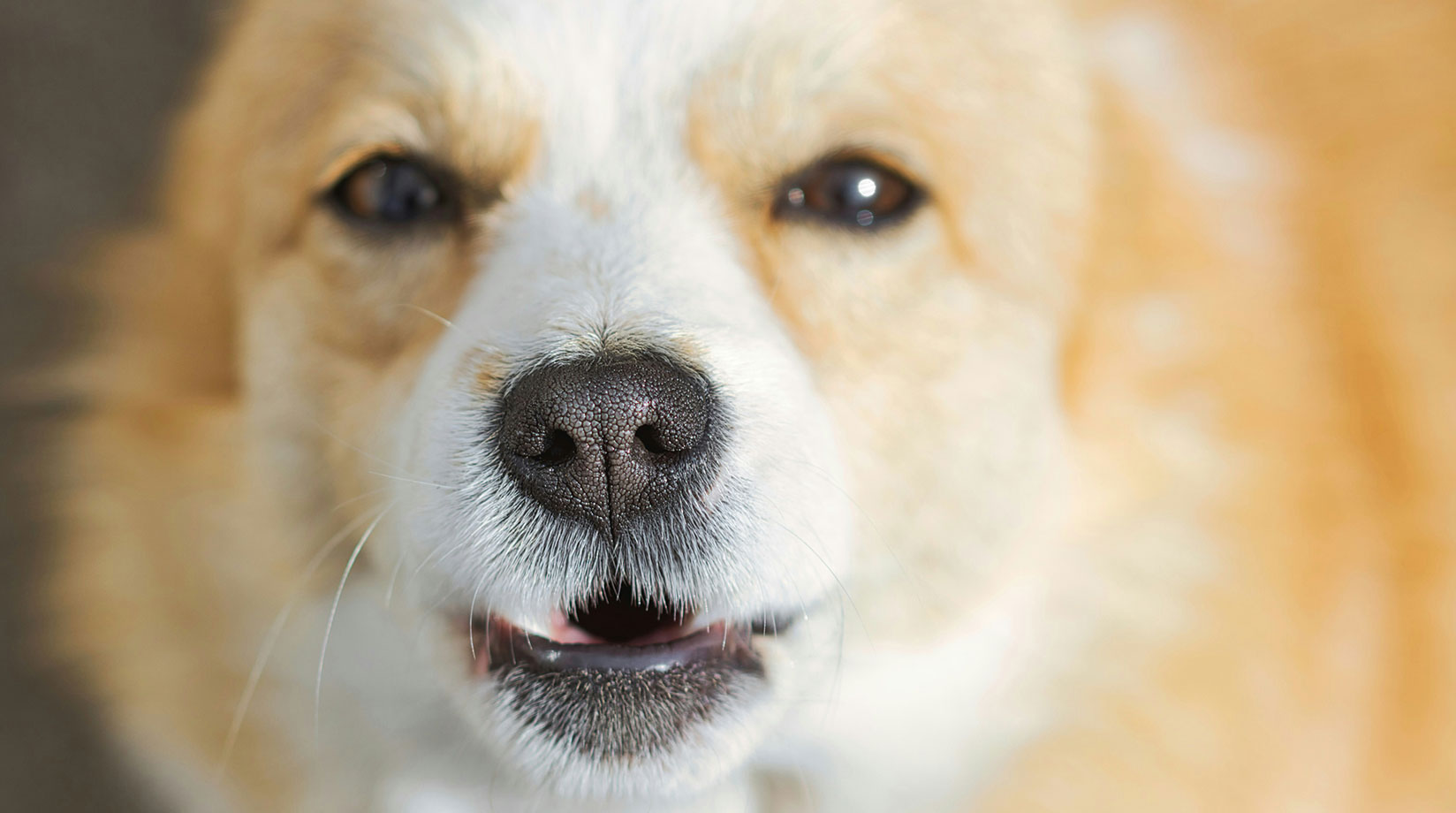 Close up o a dog 'smiling'