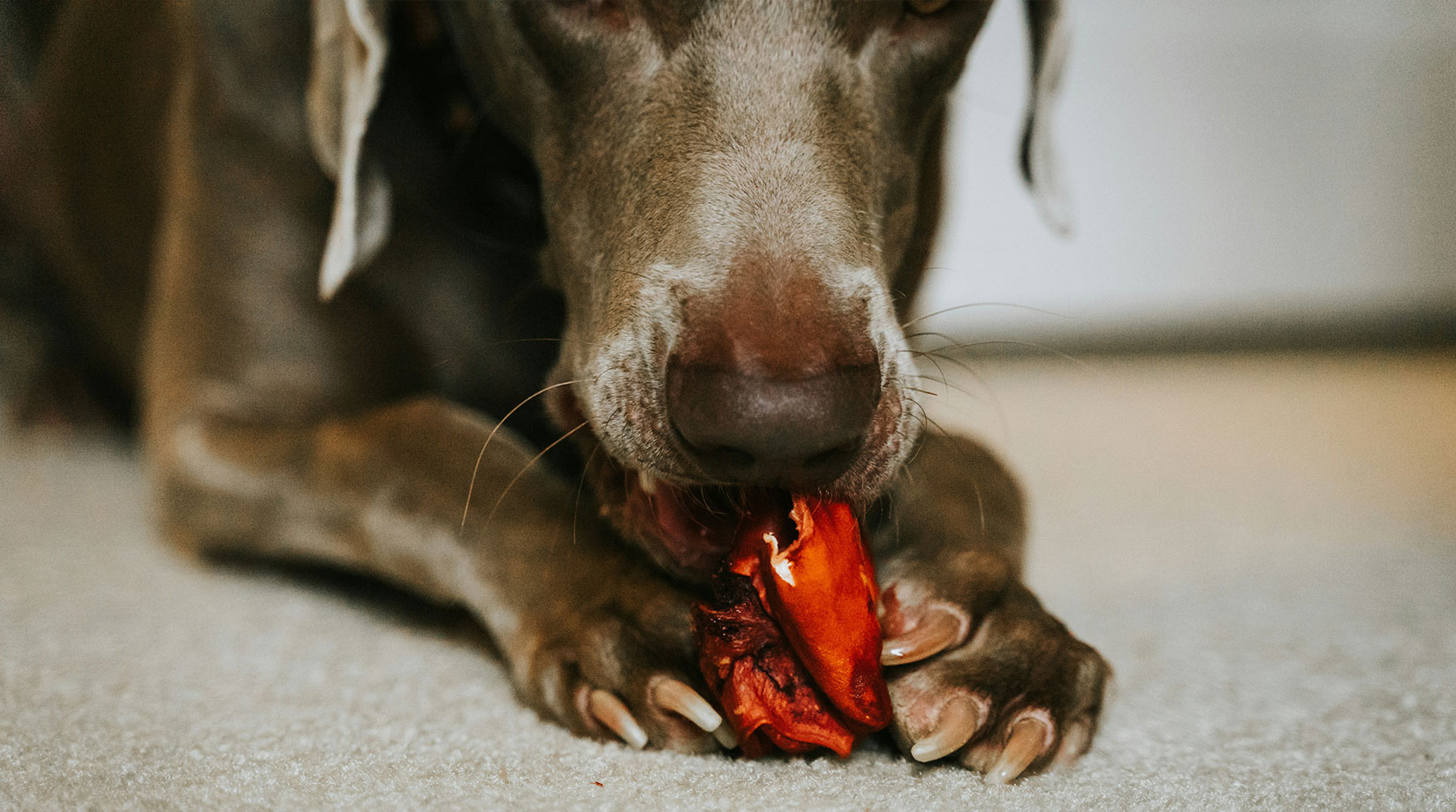 Brown dog holding food between its paws to eat.