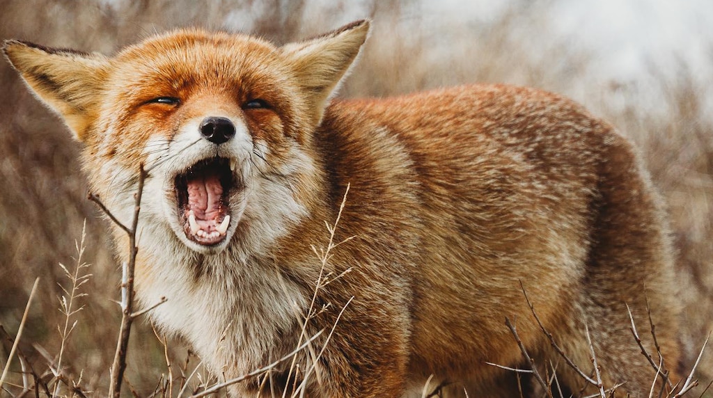 Fox Facts | Mammals | BBC Earth | BBC Earth