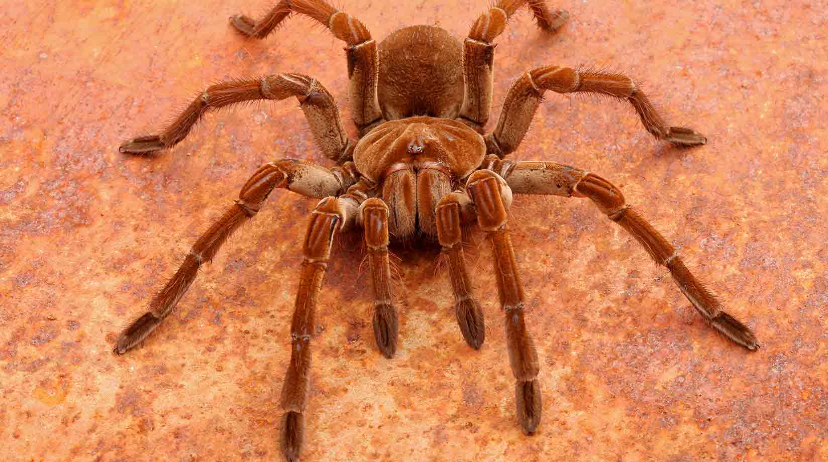 Goliath birdeater tarantula