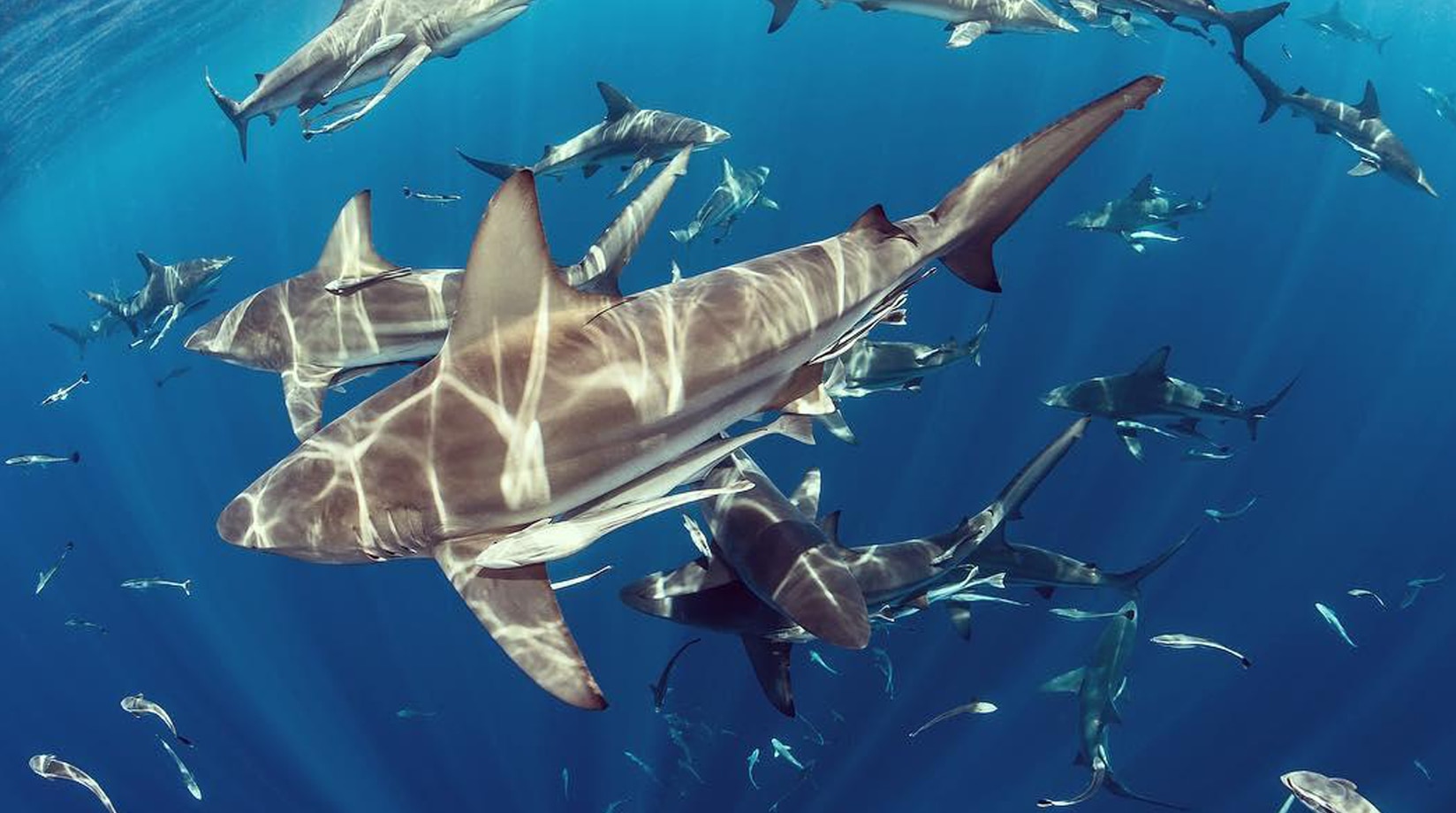 Image of a group of sharks swimming in the ocean