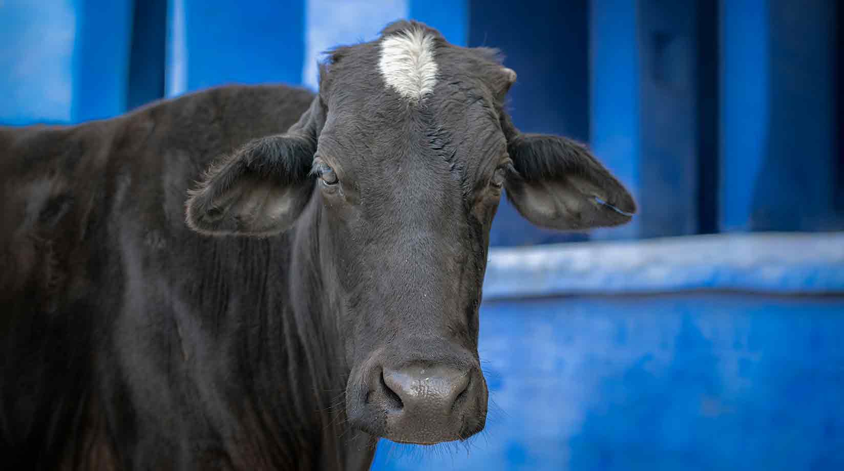 Indian black cow with blue background