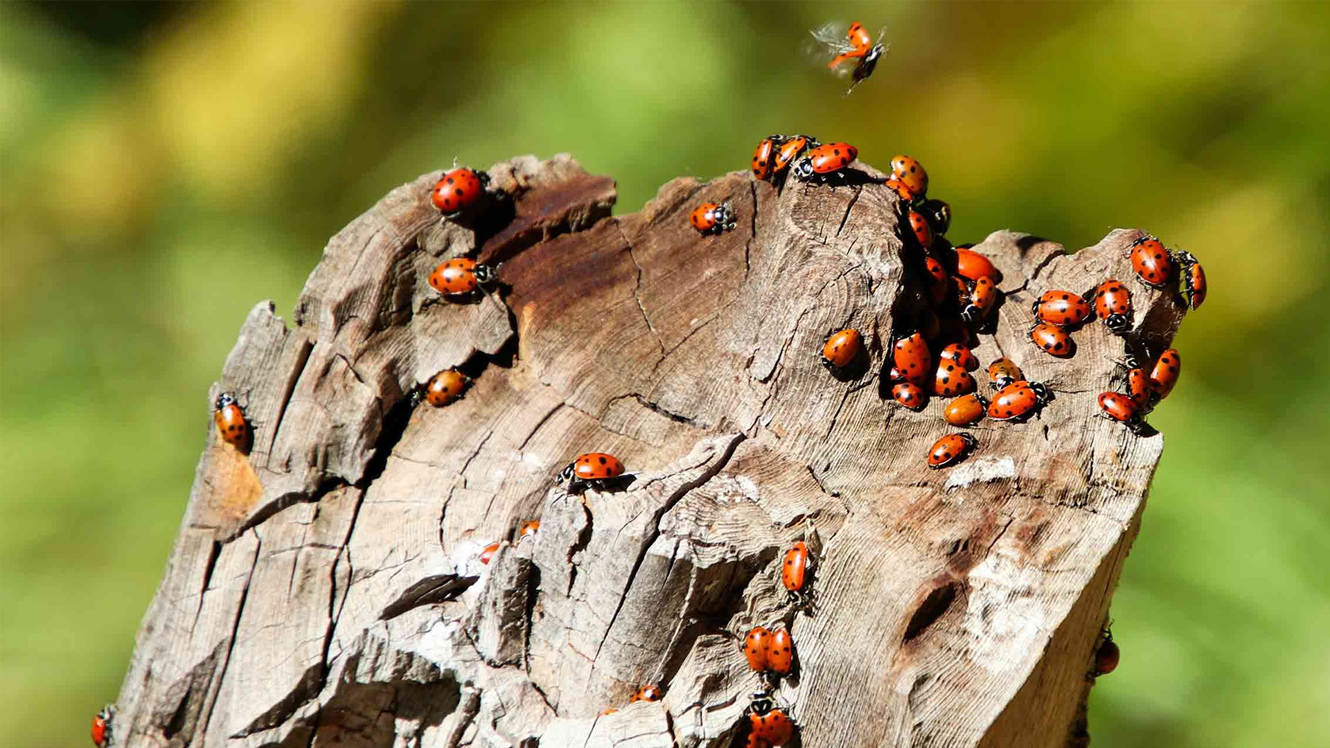 Ladybirds on a tree stump 