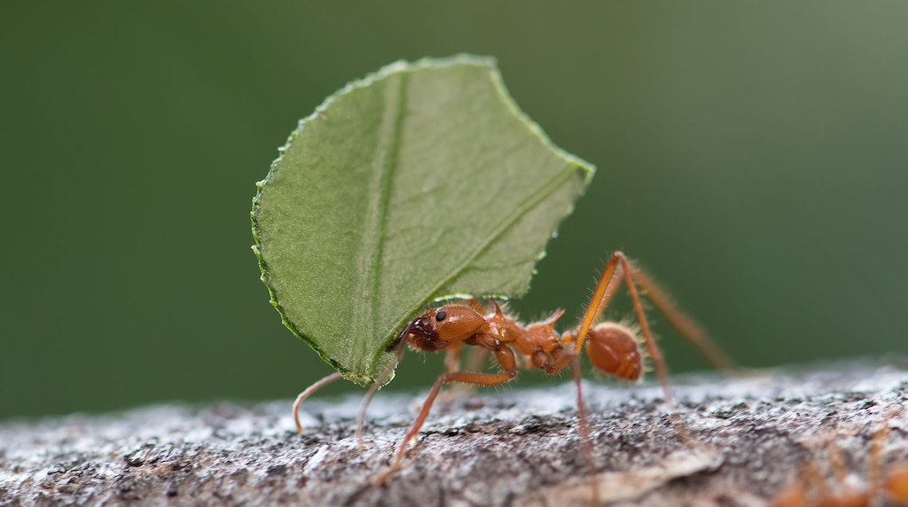 Ant Facts | Insects & Arachnids | BBC Earth | BBC Earth