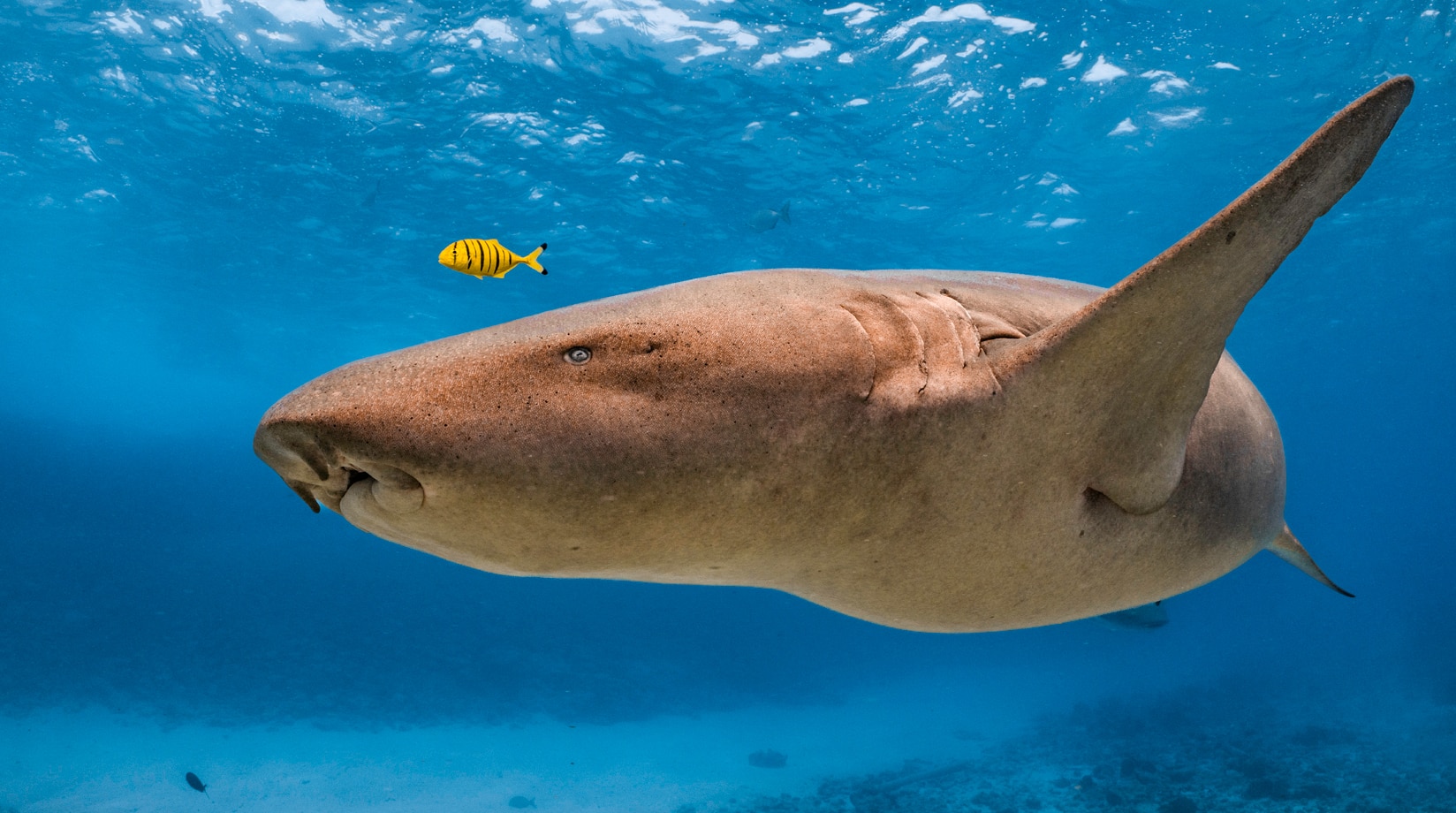 Image of nurse shark swimming in ocean