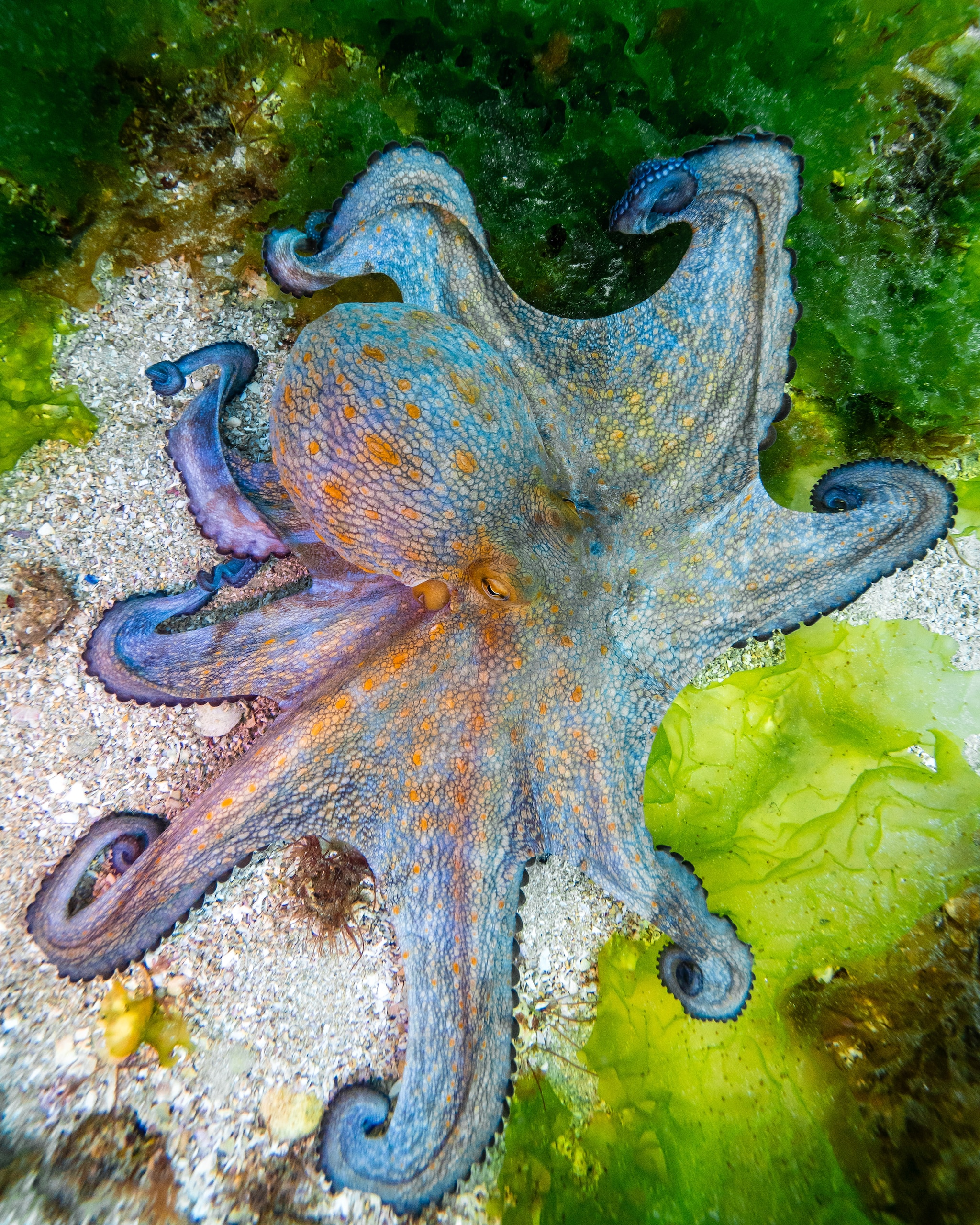 Colourful octopus with vibrant blue, orange, and purple markings sprawled across a sandy seabed surrounded by green seaweed.