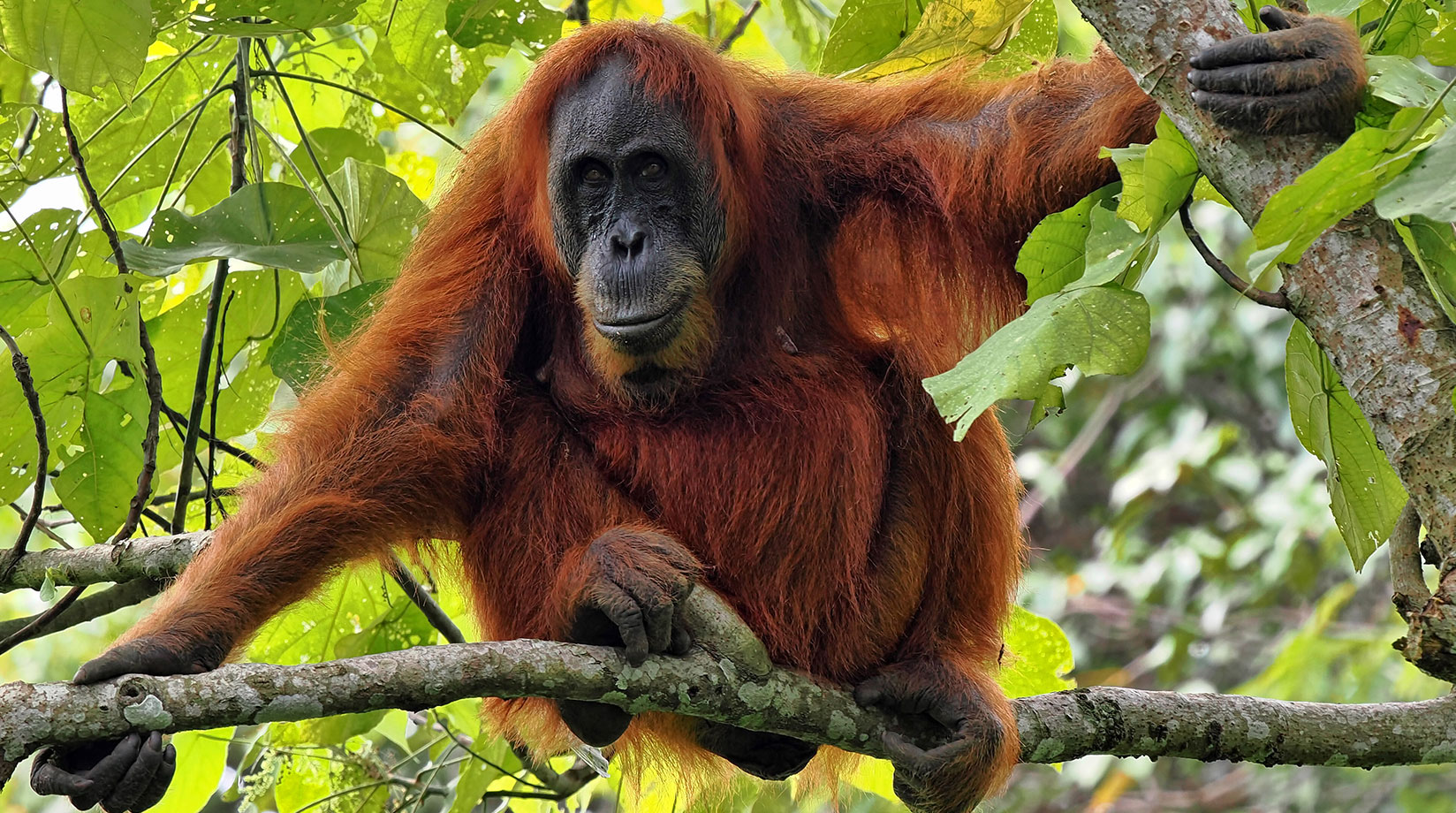 Jinsiy aloqa xodimlari Harem erotik rasmlar va chizmalar