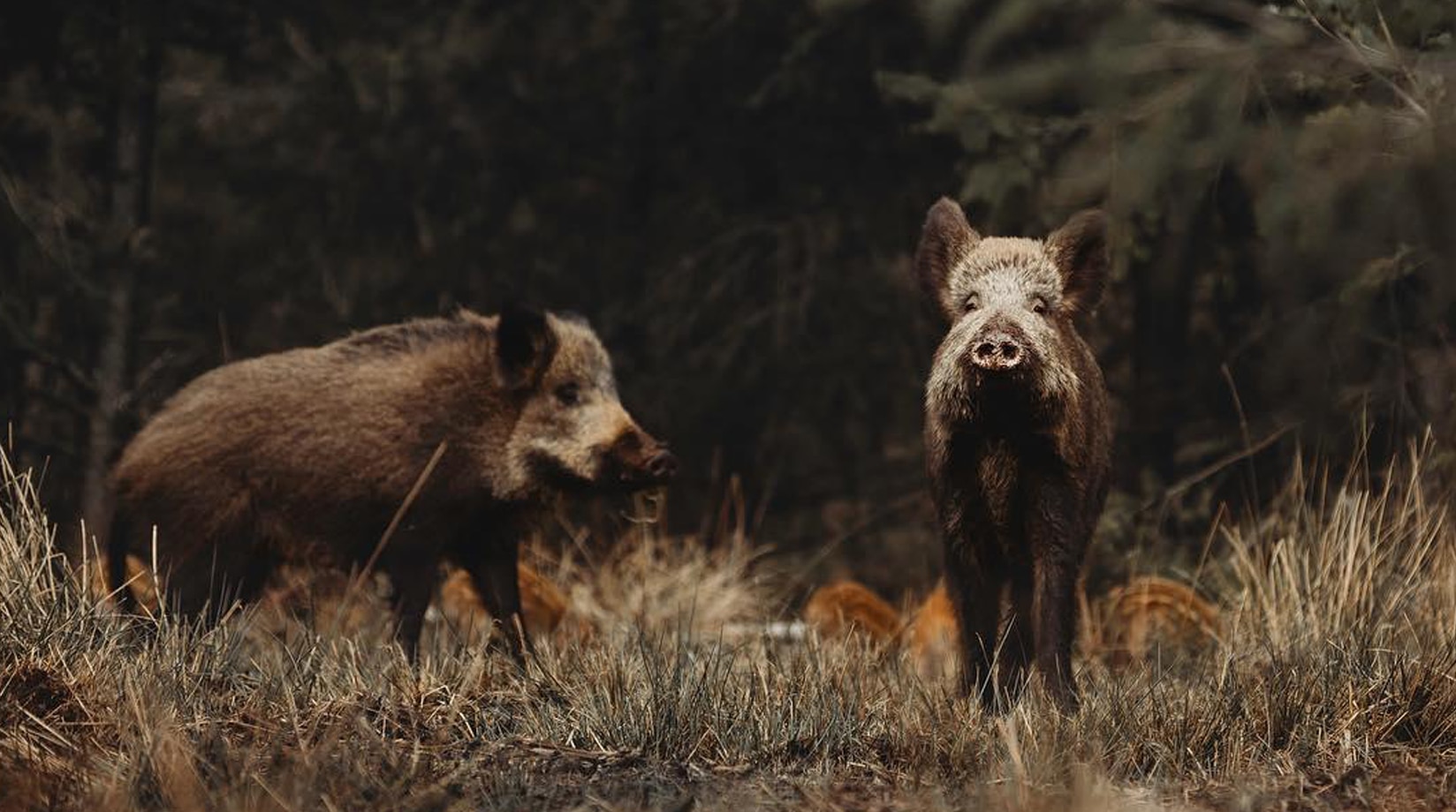 Image of two wild boar standing in a forest