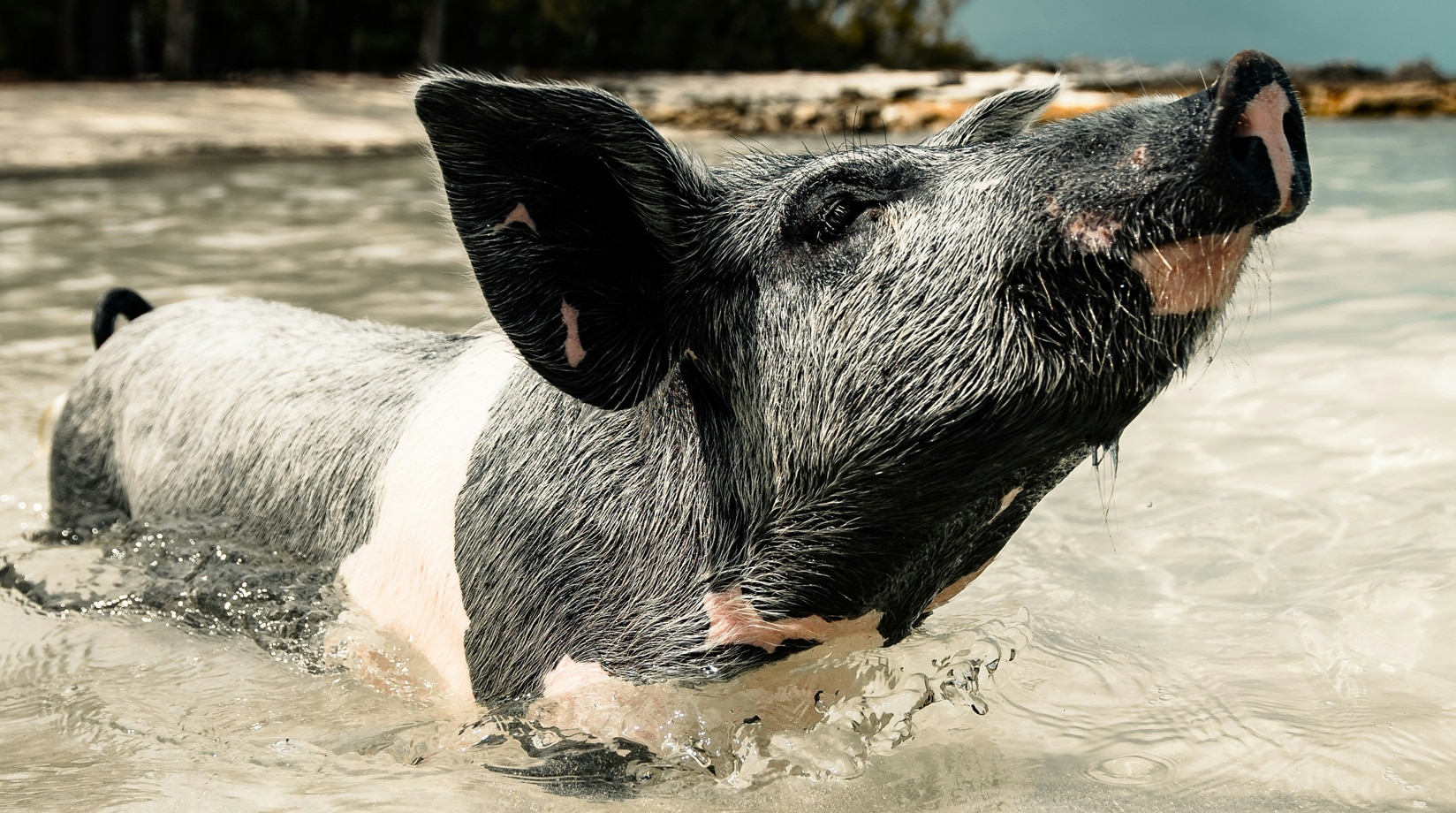 Image of pig standing in water on a beach