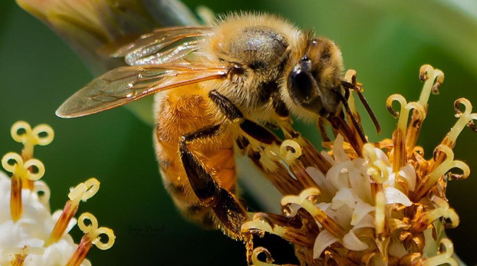 Bee Facts | Insects & Arachnids | BBC Earth