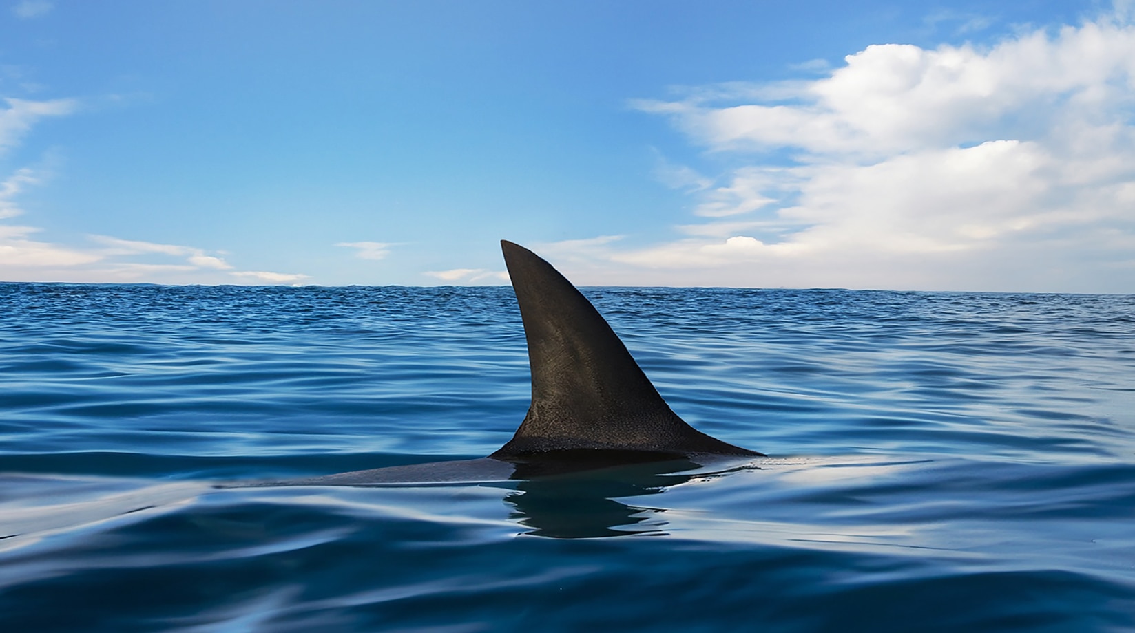 Image of shark fin on ocean surface in cloudy clear sky