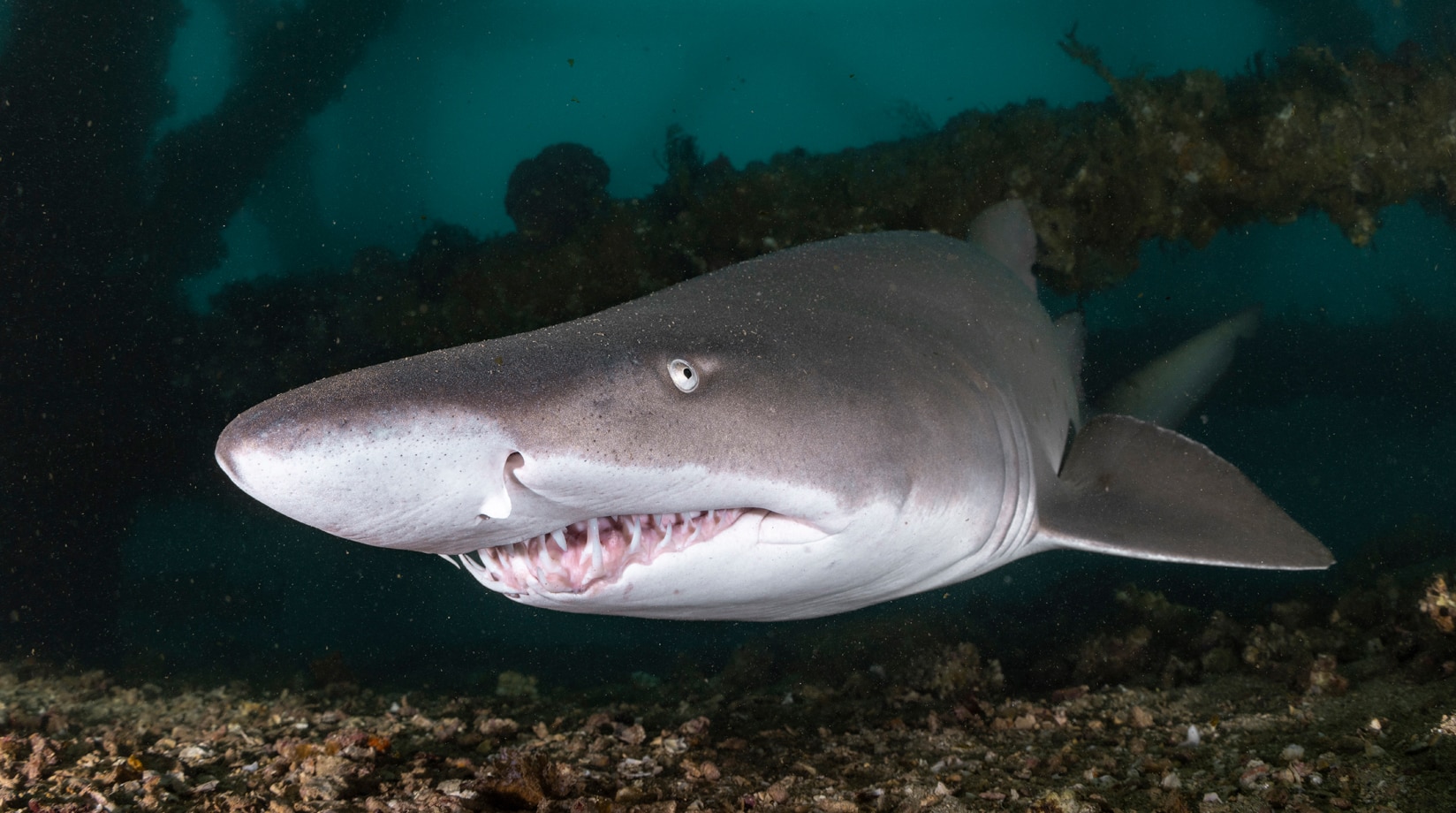 Image of shark swimming on sea bed