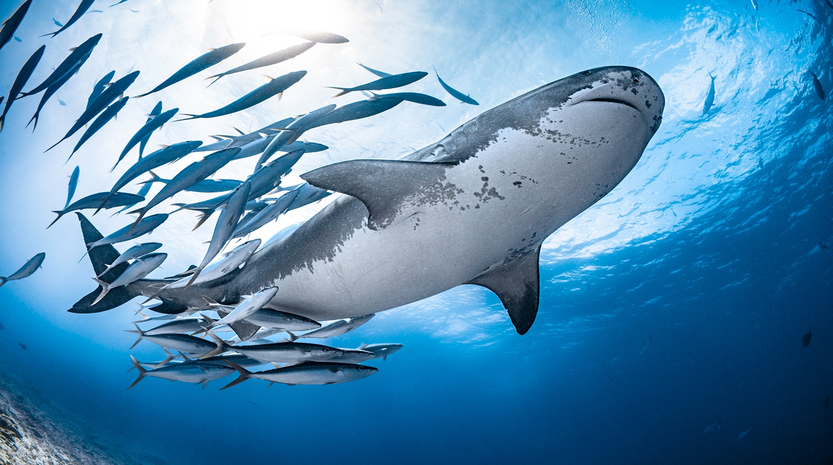 Image of shark swimming followed by smaller fish