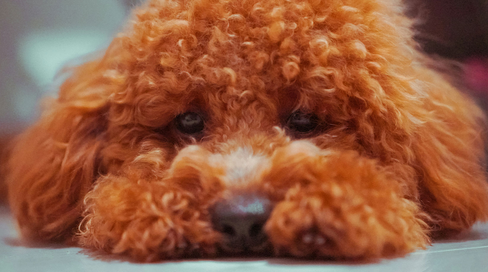 Miniature brown poodle with chin on the floor looking at the camera.