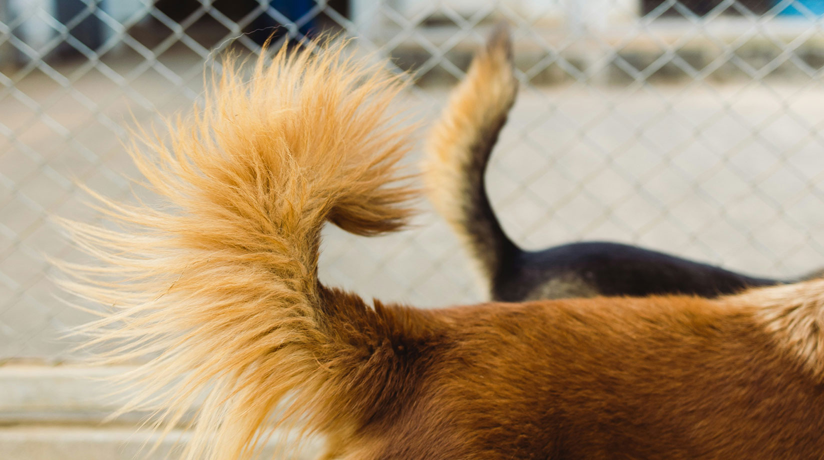 Two dog's tails wagging side by side.