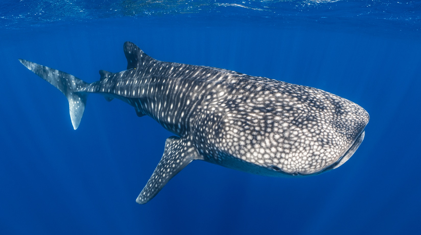 Image of whale shark swimming in ocean