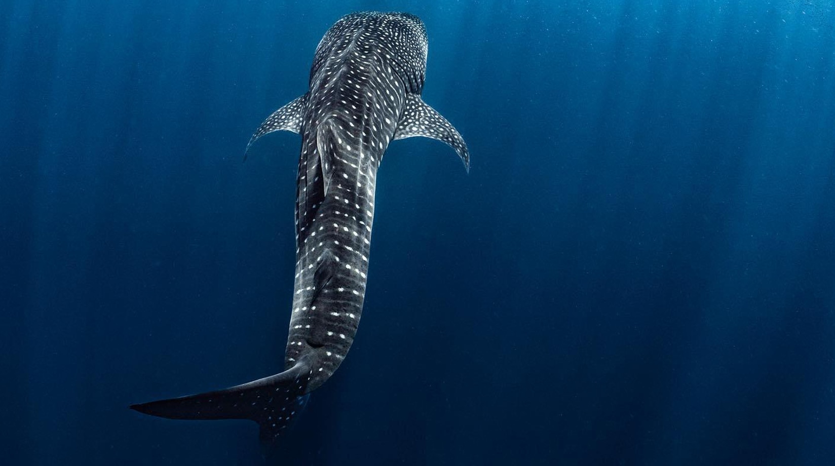 Image of whale shark swimming in sea