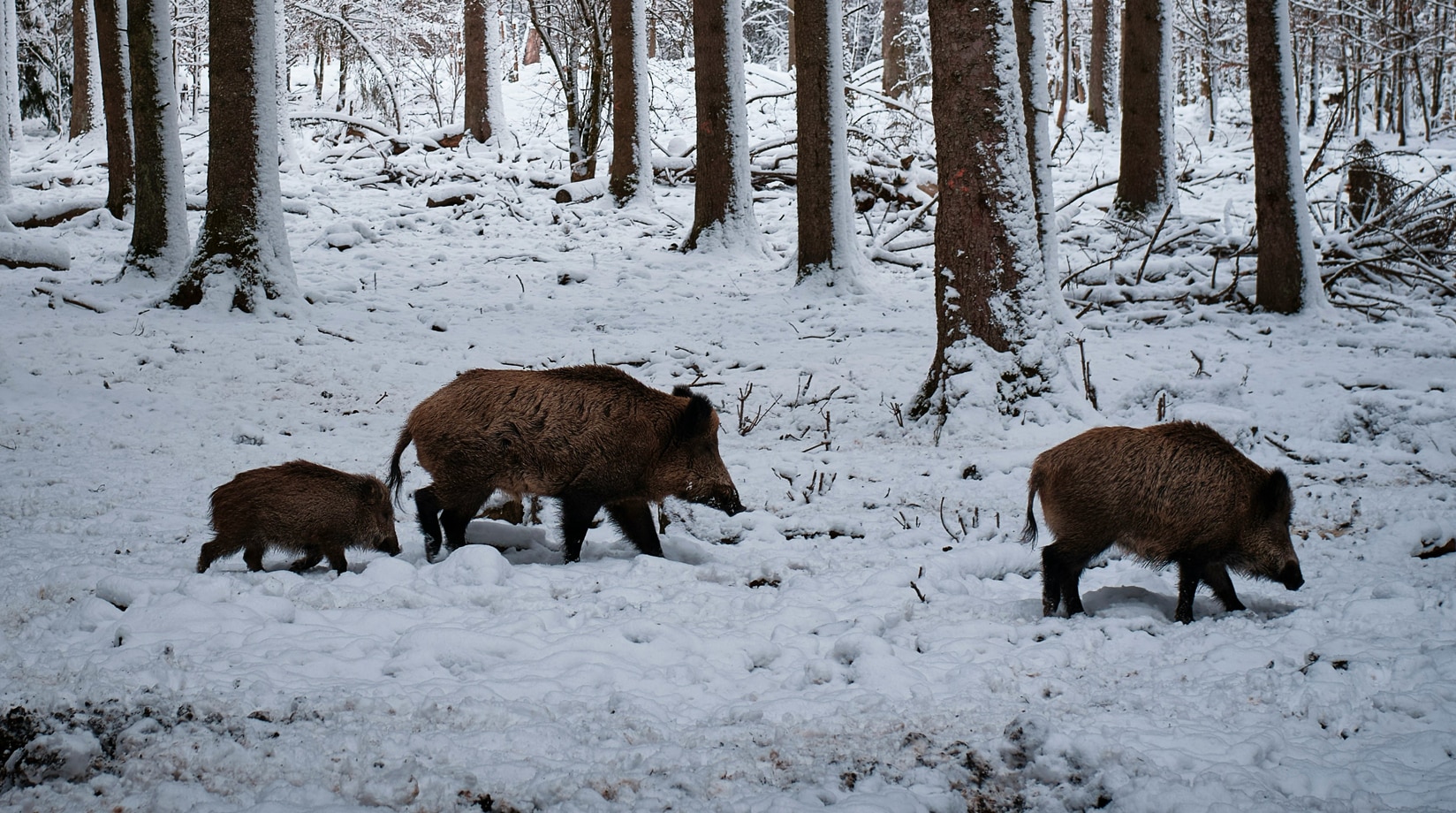 Image of wild boar family walking through forest