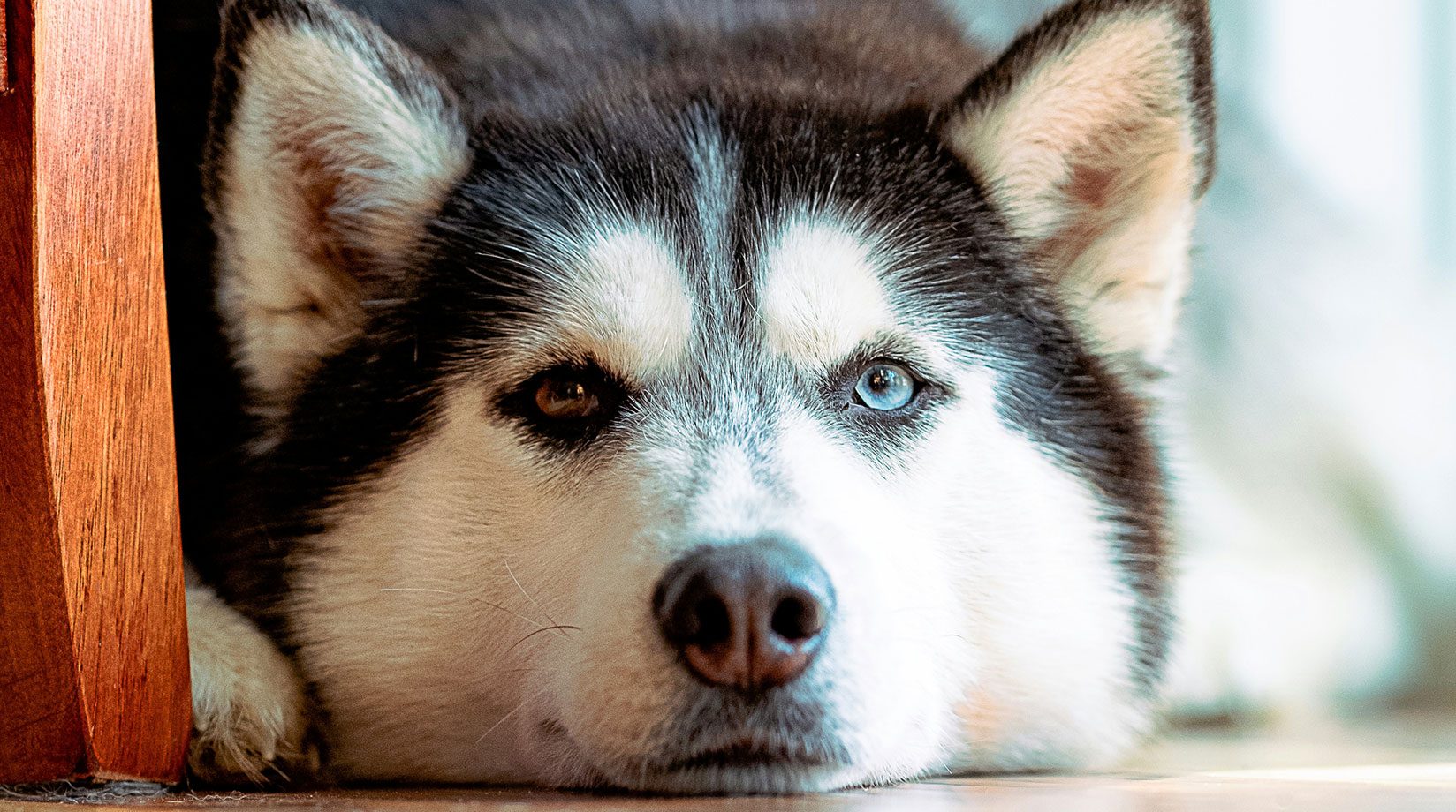 Domestic wolf dog lying on the floor under a chair