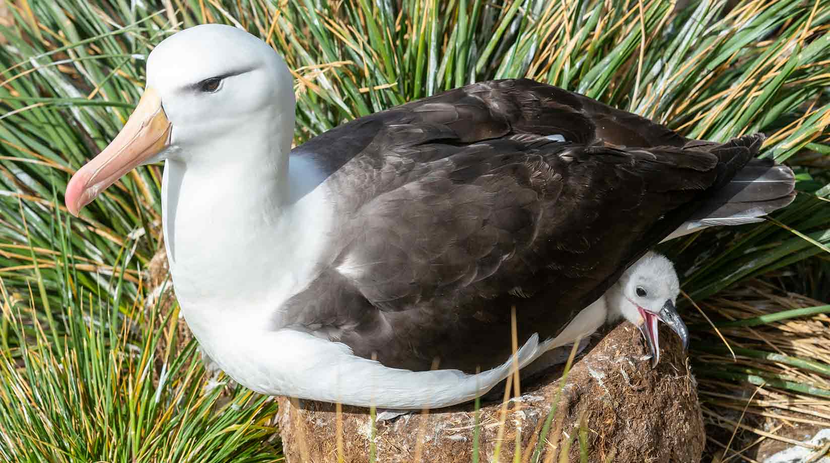 Albatross hatching a chick