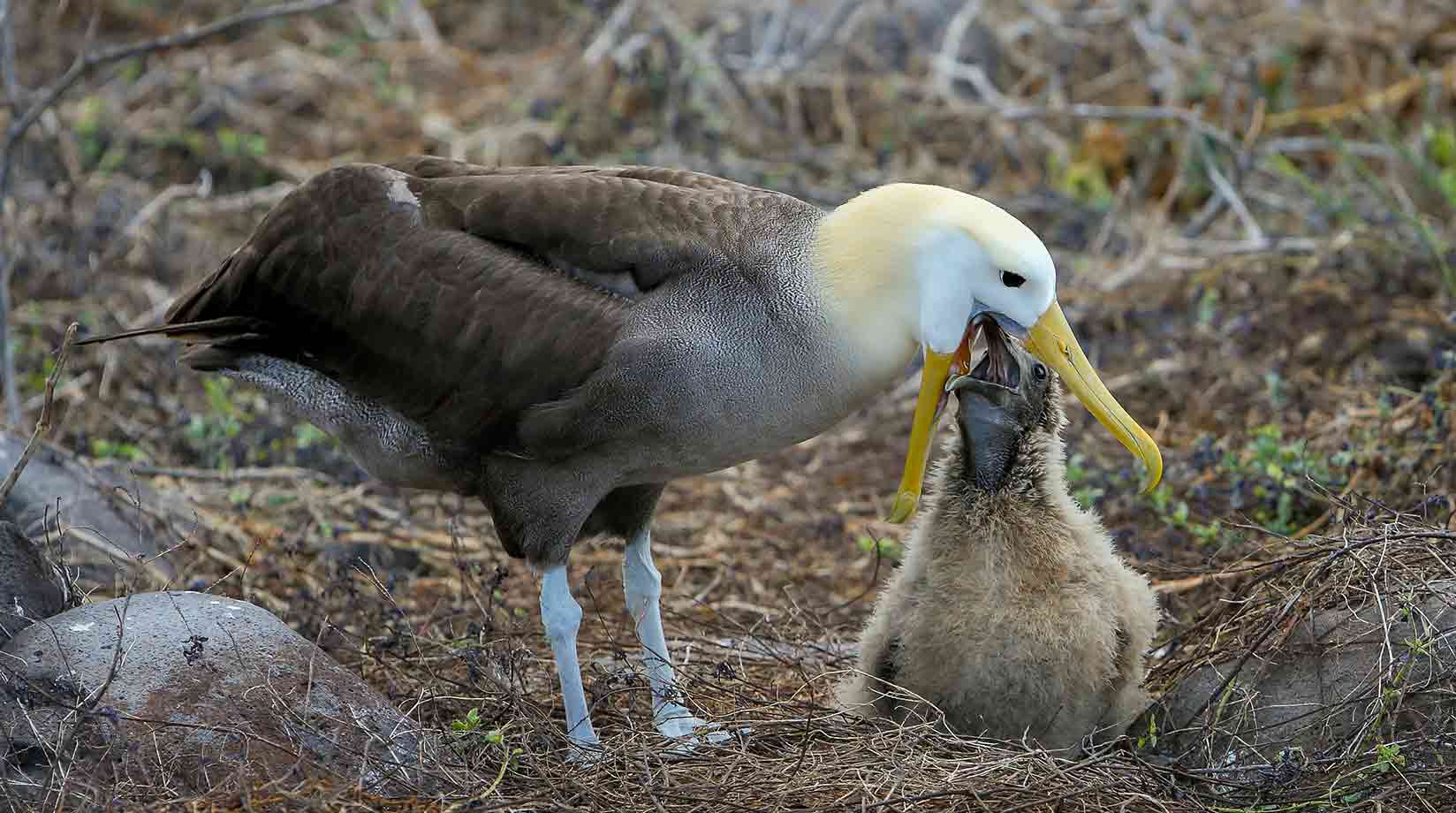 Albatross feeding her chick