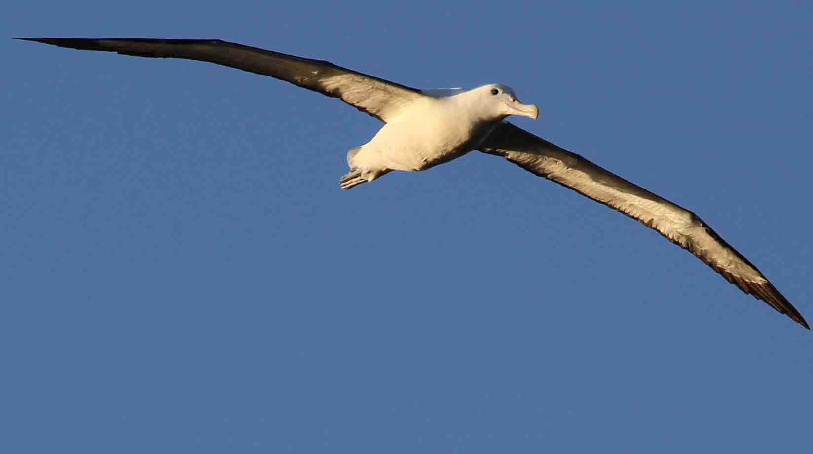 Southern Royal Albatross in flight