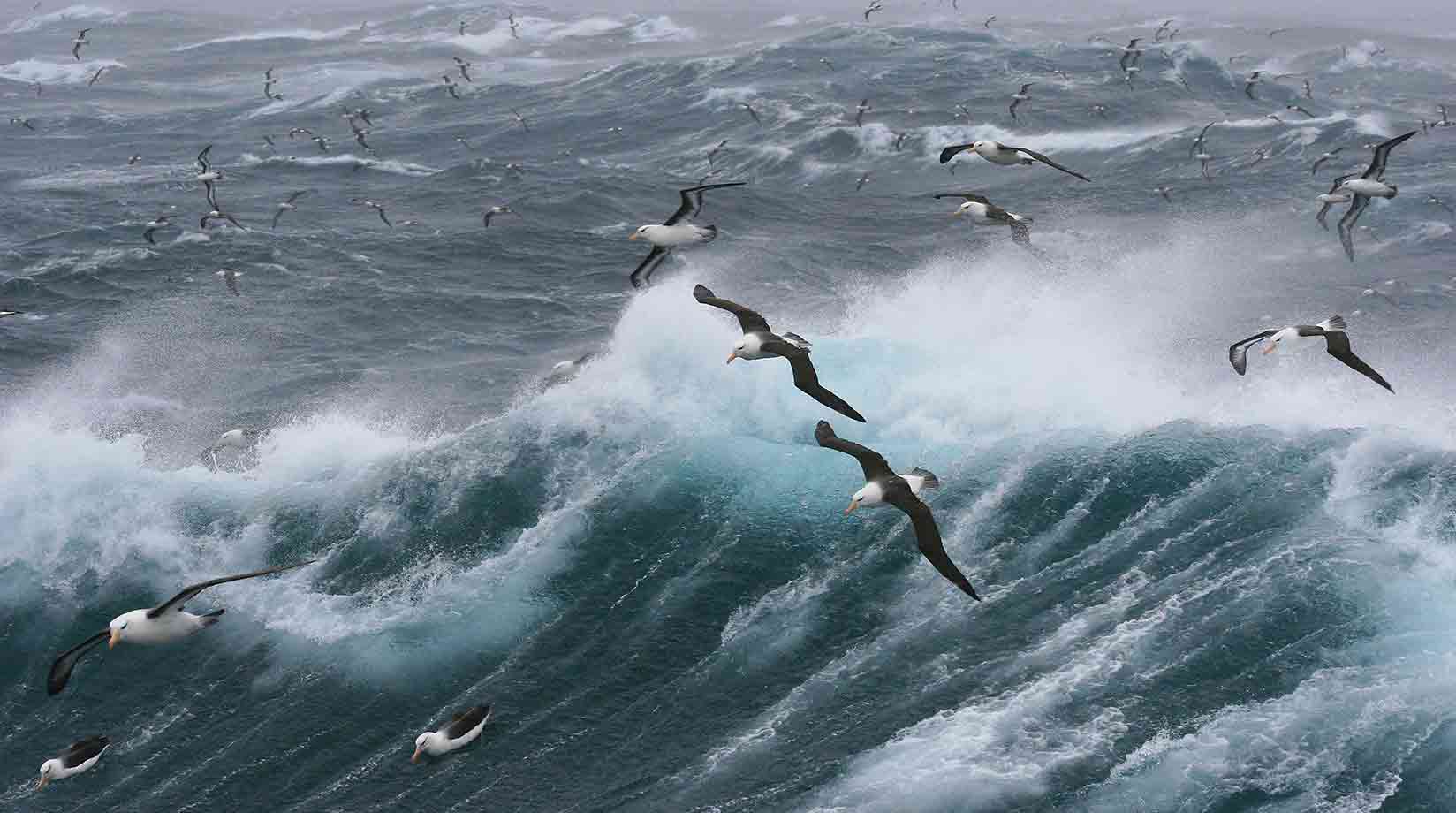 A flock of albatross fly over the the waters of the Falkland Islands