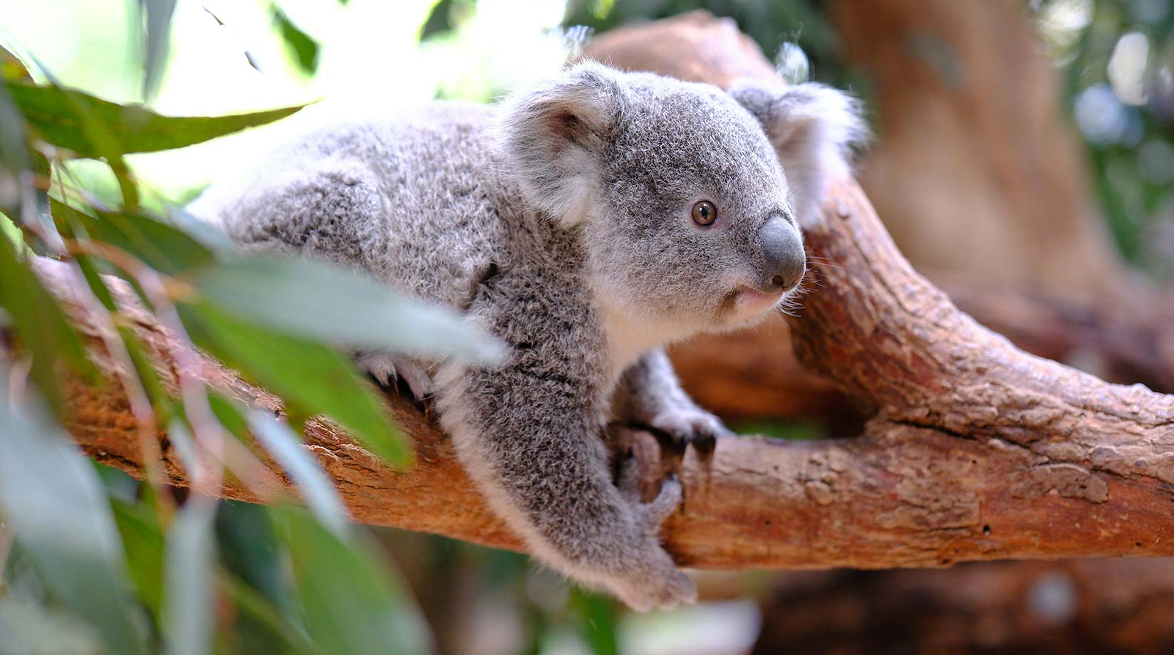 An alert koala looks around from its tree perch