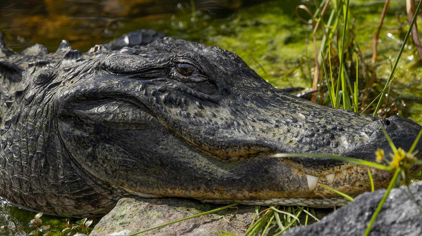 Alligator