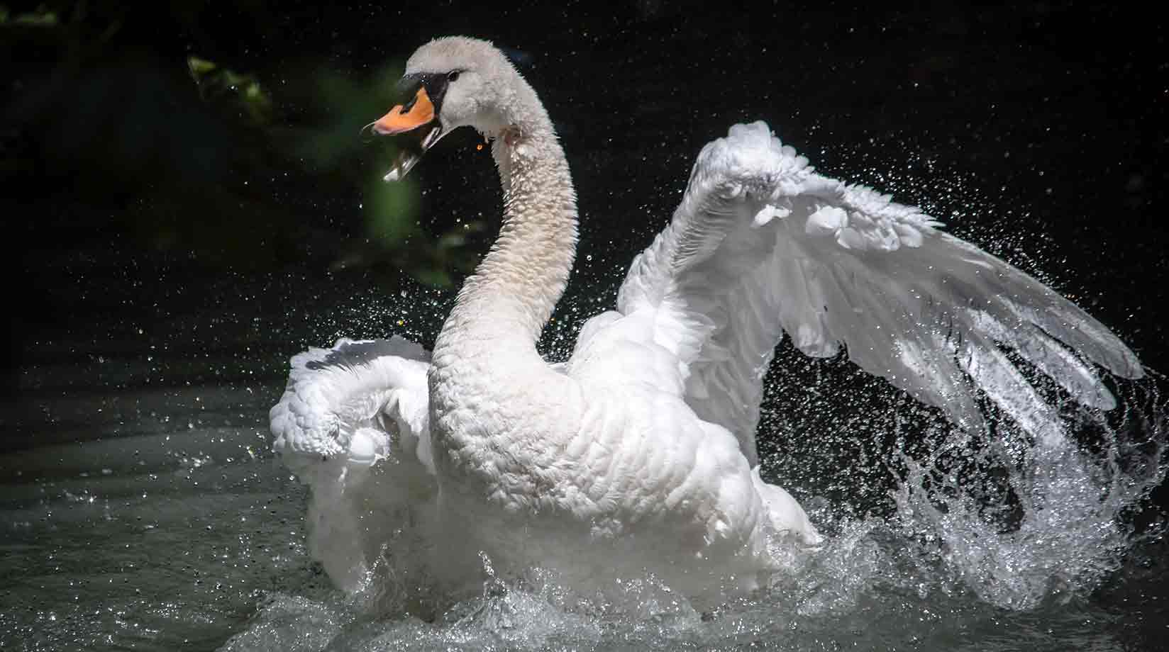Agitated swan