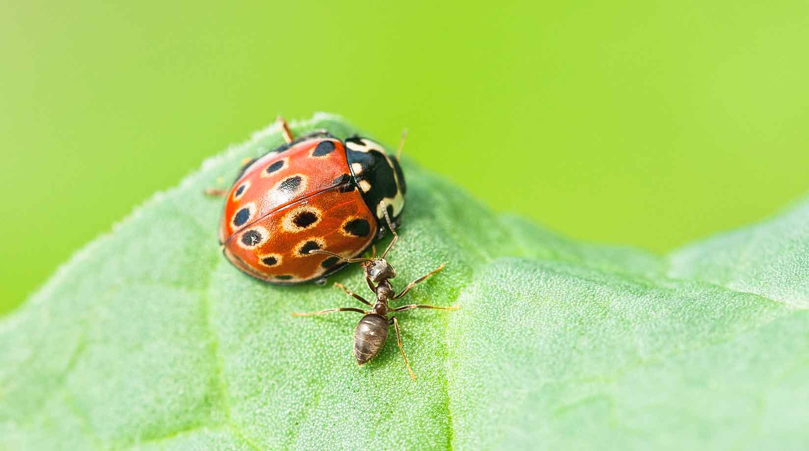 Ladybird and ant on a leaf