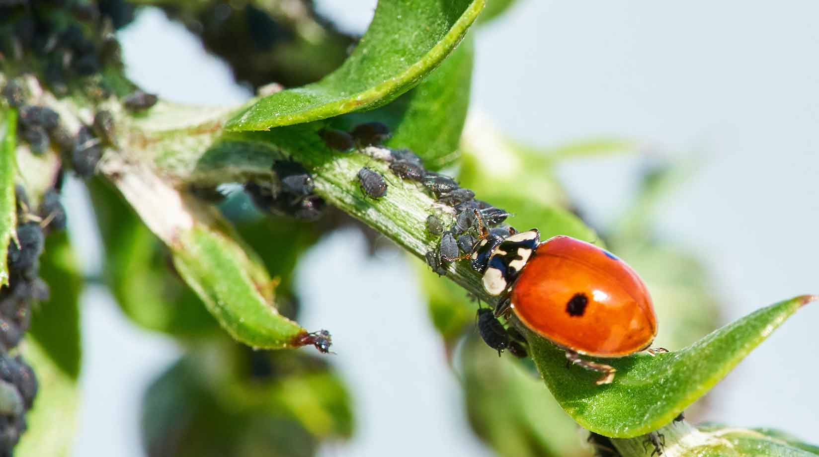 Ladybird eating aphids