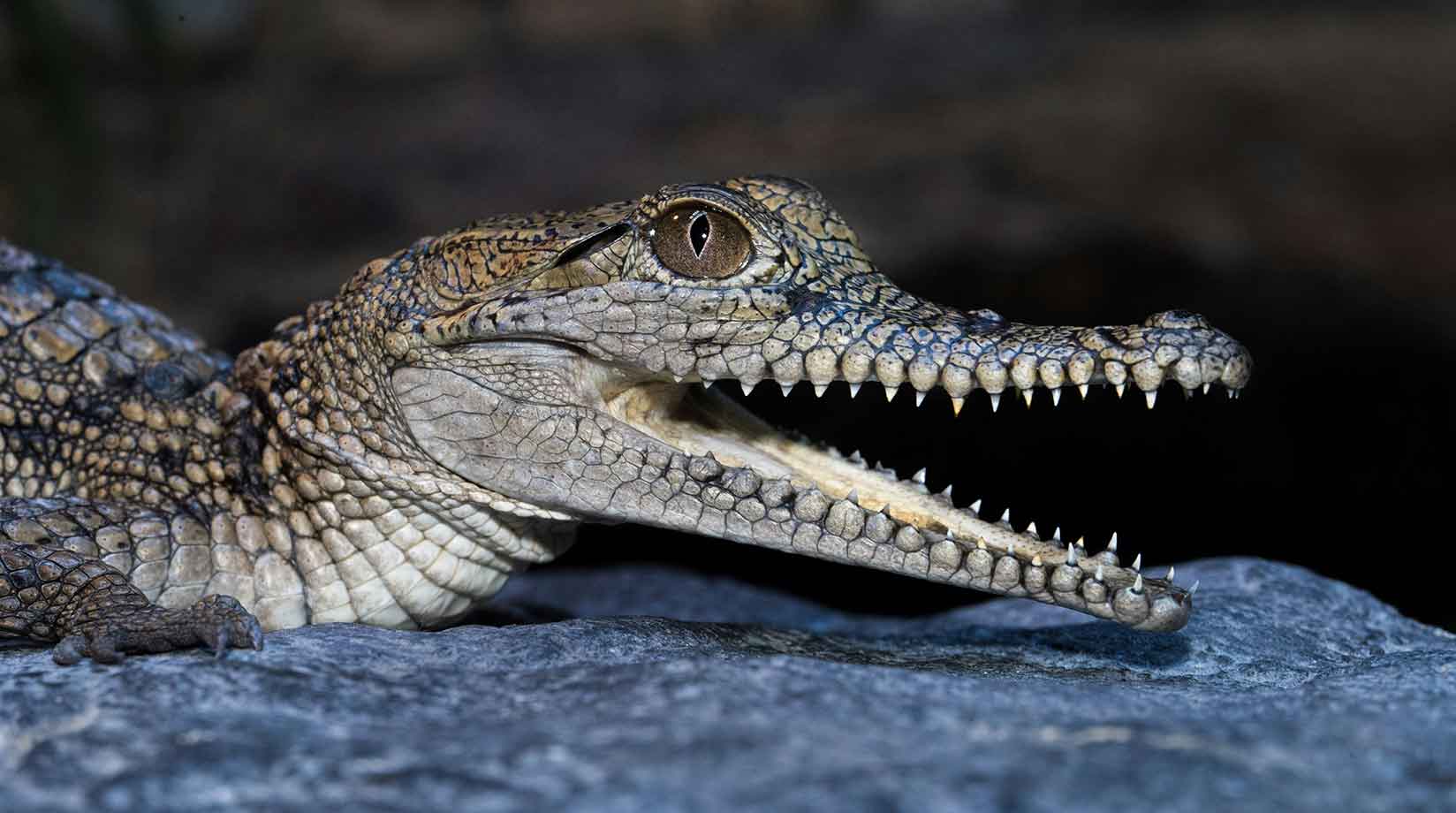 Baby crocodile