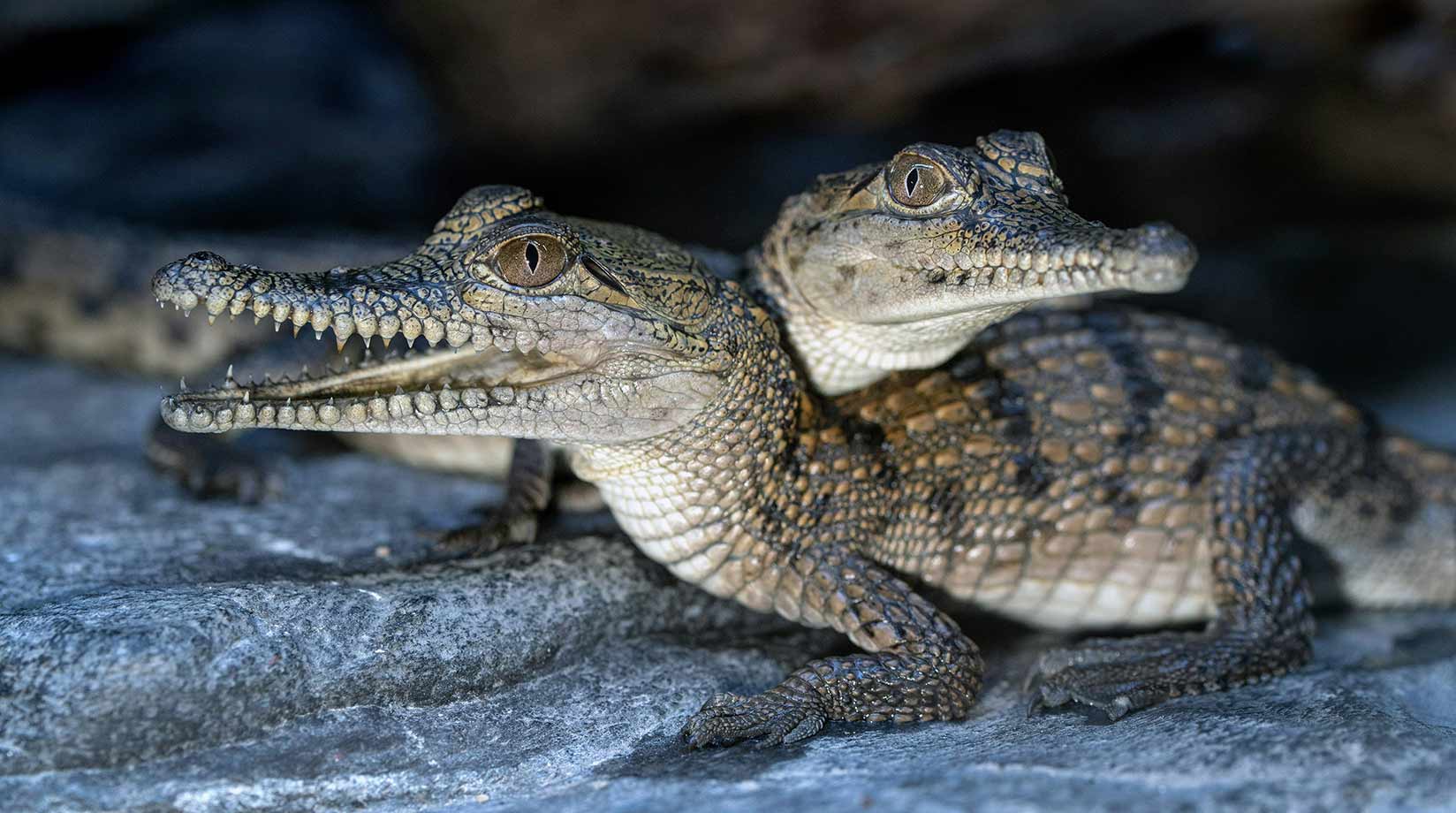 Baby crocodiles