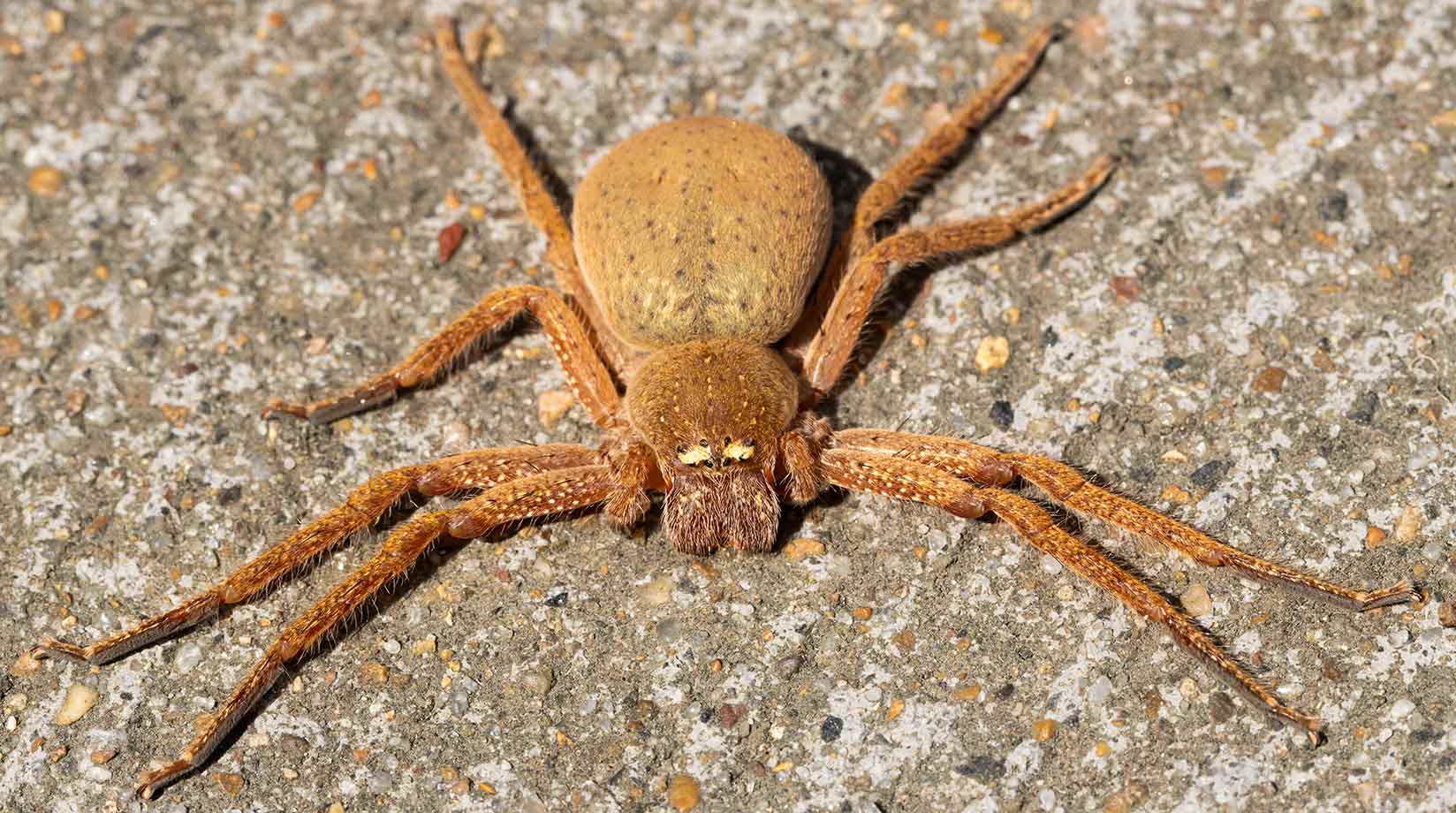 A badge huntsman spider lying flat on the ground