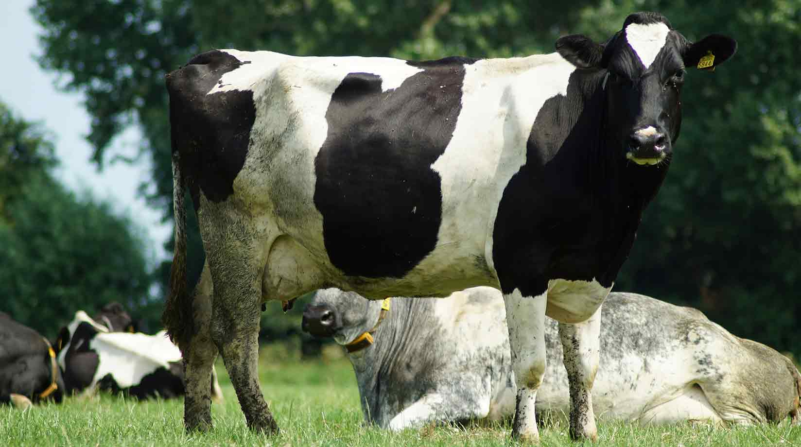 Black and white dairy cow