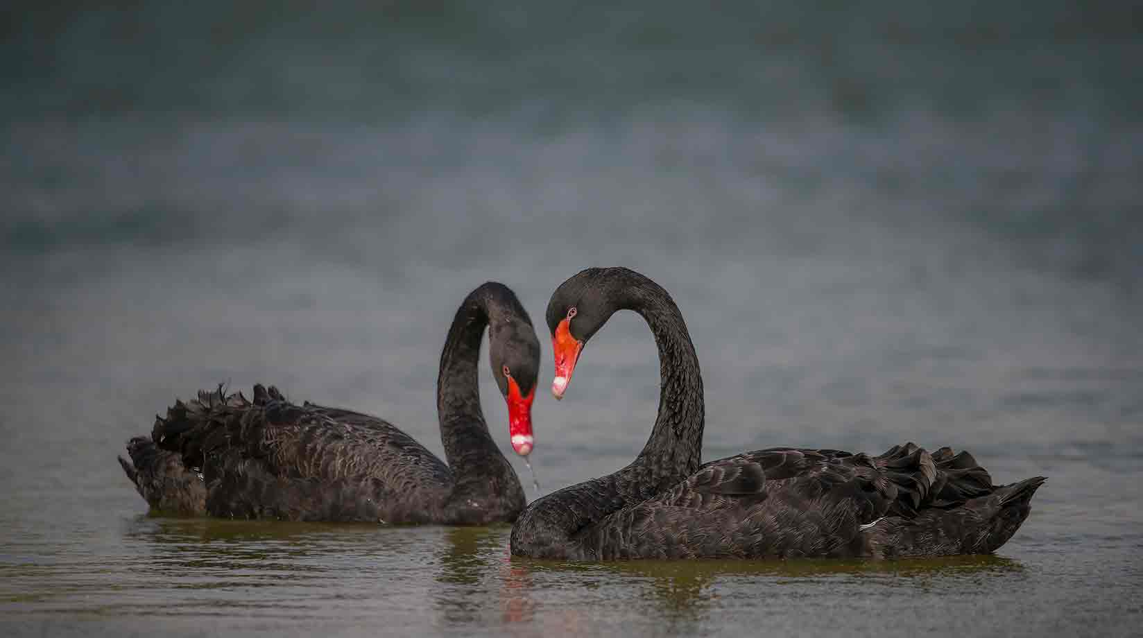 A pair of black swans