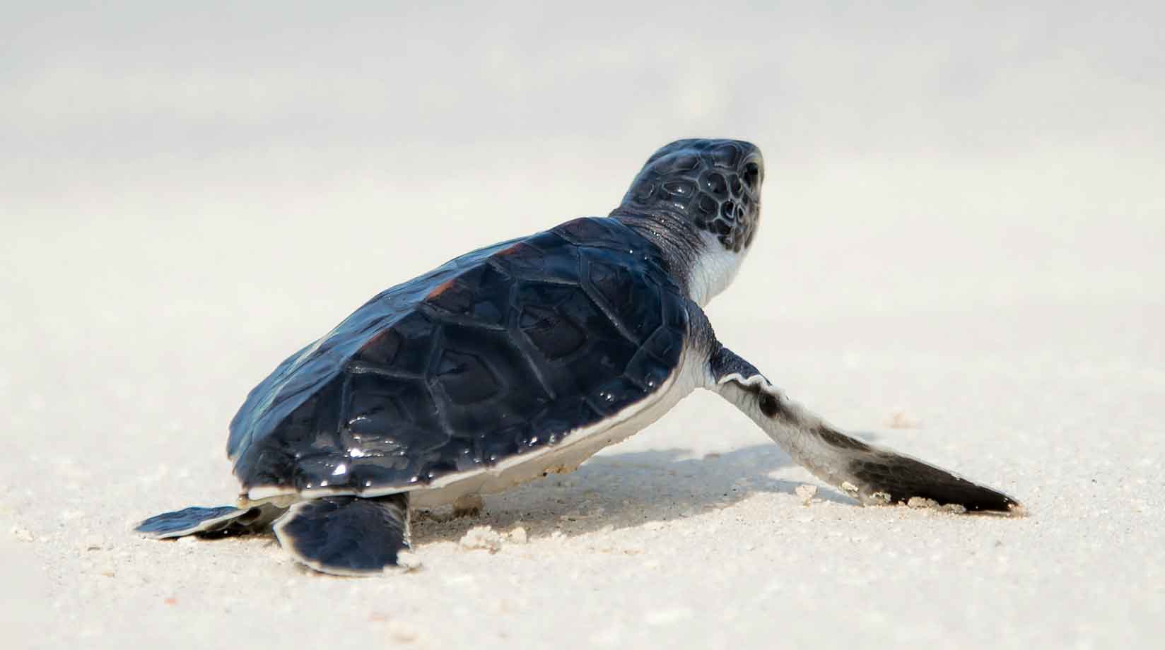 Black turtle on sand
