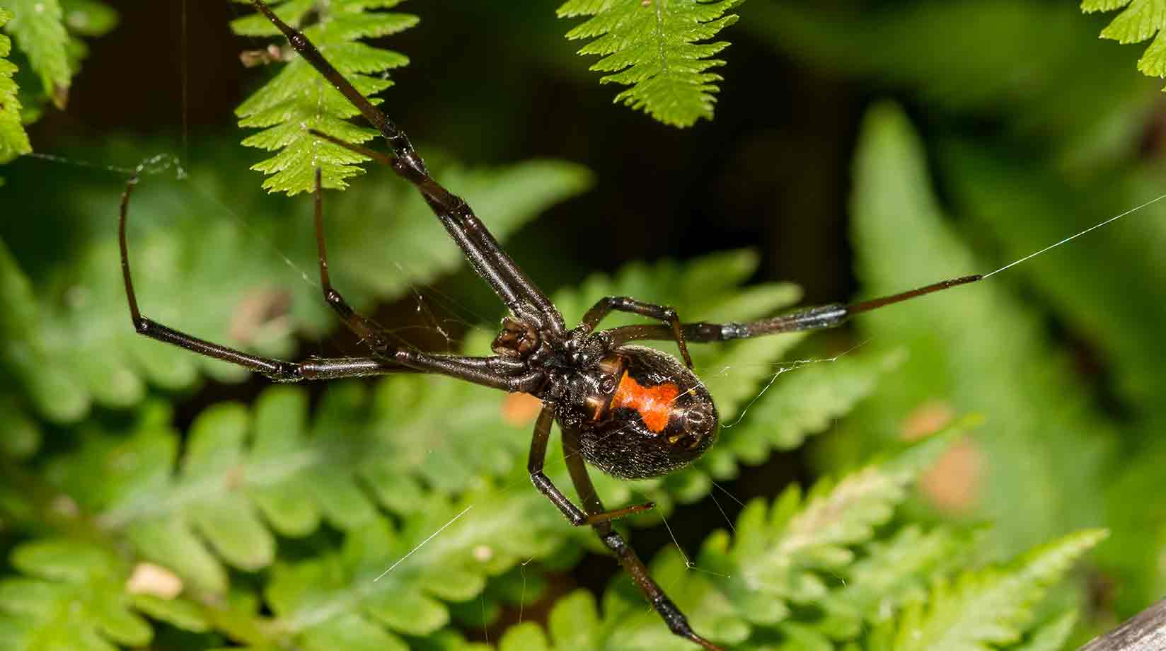 Black Widow on a tree branch