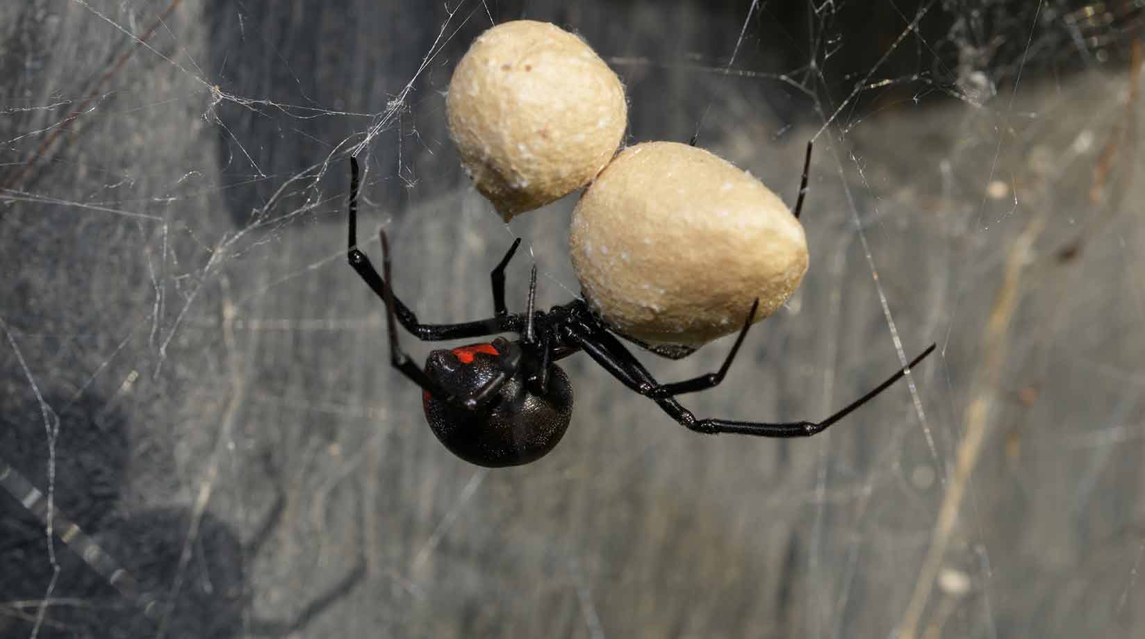 Black widow with egg sacks