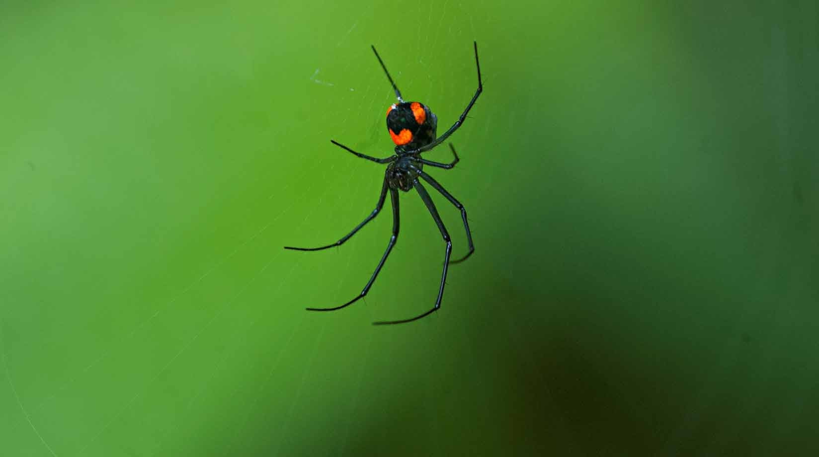 Black widow female on green background