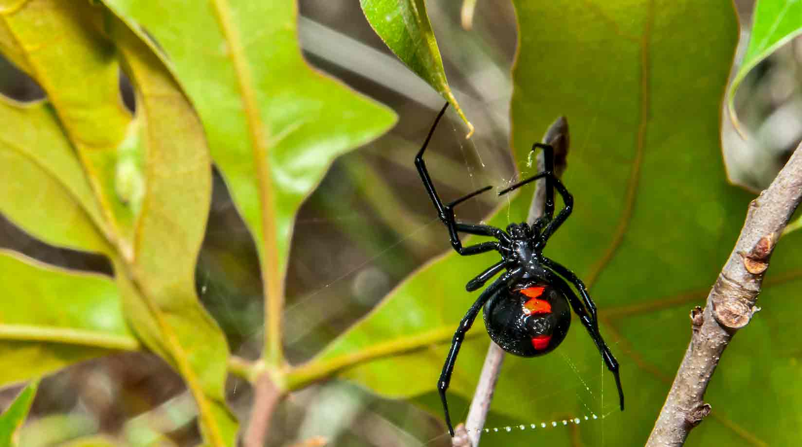 Black widow on the branch of a tree