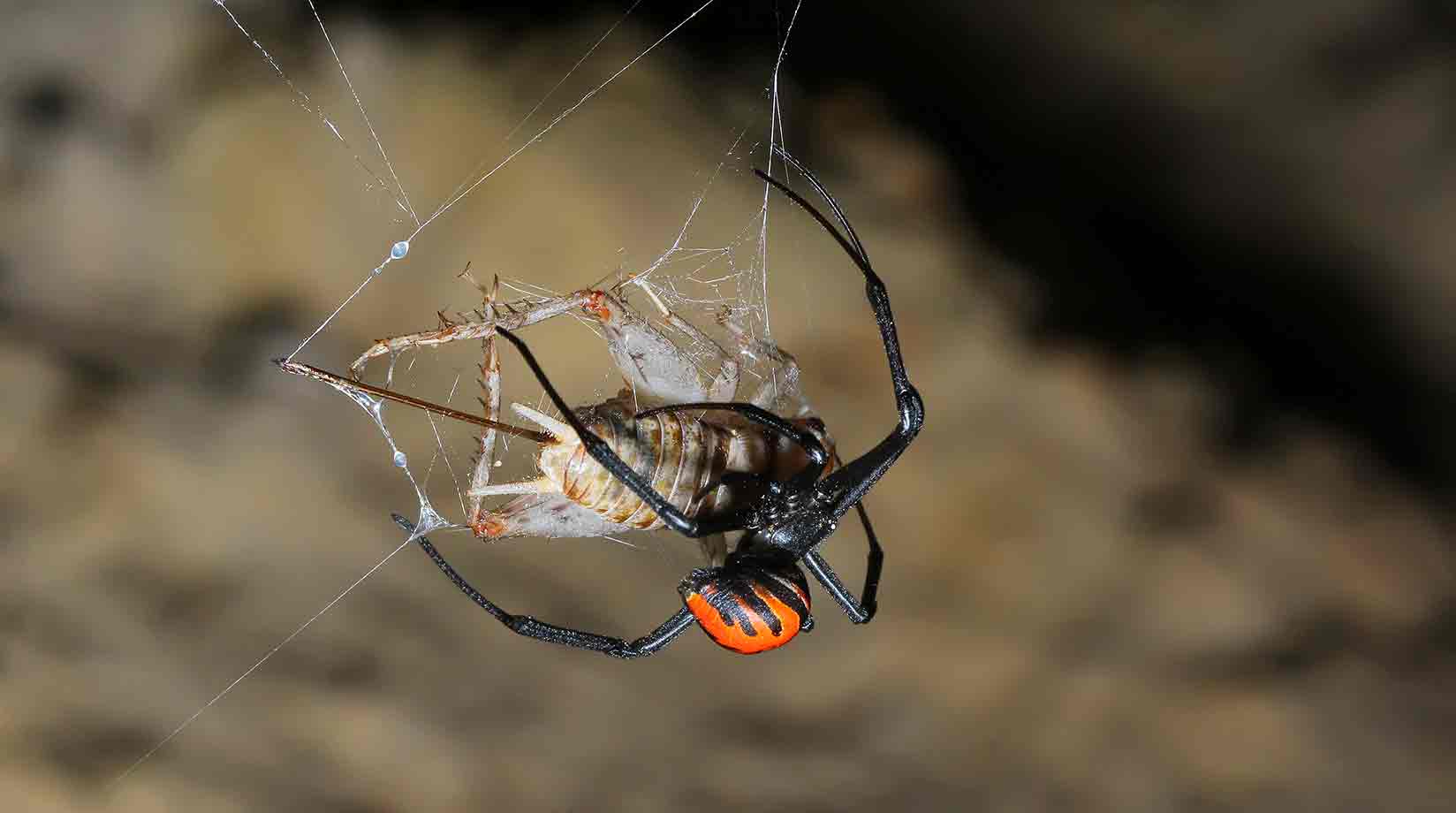 Black widow with prey caught in its web.