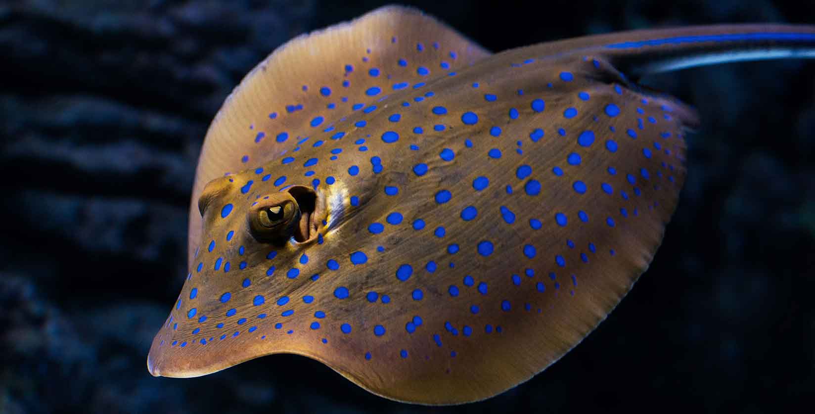 Blue stingray 